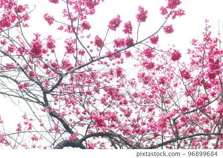 Cherry blossoms 96899684