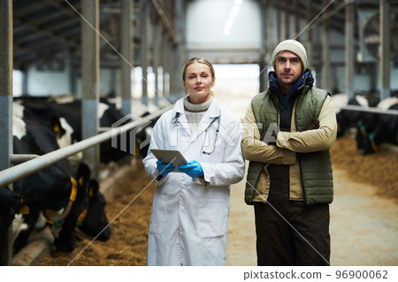 Young confident male owner of cowfarm and female veterinarian in labcoat Young confident male owner of cowfarm and female veterinarian in labcoat 96900062