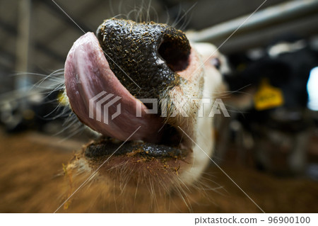 Selective focus on front part of muzzle of purebread dairy cow licking nose Selective focus on front part of muzzle of purebread dairy cow licking nose 96900100