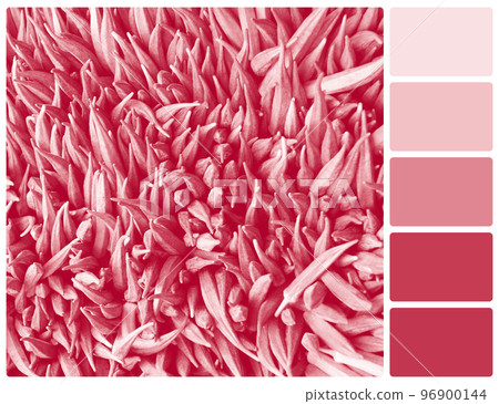 Trendy color of year 2023  Viva Magenta 96900144