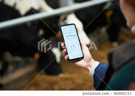 Hand of young female owner of modern cowfarm holding mobile phone Hand of young female owner of modern cowfarm holding mobile phone 96900151