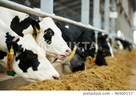 Selective focus on white purebred dairy cow standing in cowshed 96900157