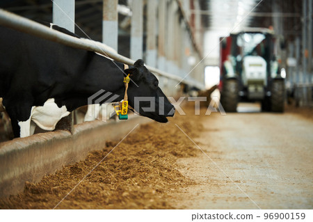 Side view of black purebred cow mooing in cowshed 96900159