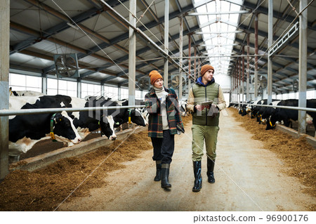 Two young workers of large modern cowfarm walking between cowsheds Two young workers of large modern cowfarm walking between cowsheds 96900176