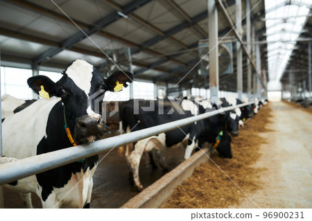 Selective focus on black-and-white milk cow looking at camera Selective focus on black-and-white milk cow looking at camera 96900231