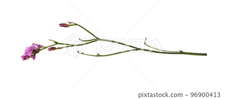 Closeup of pink limonium small flowers isolated 96900413