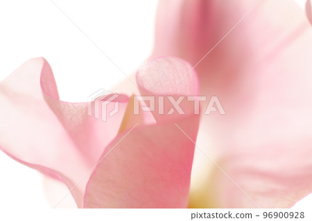 Pink rose petals closeup on white background Pink rose petals closeup on white background 96900928