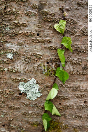 一種攀緣植物，攀附在大樹的樹幹上 96900932