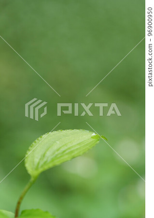 Close-up of leaves Close-up of leaves 96900950