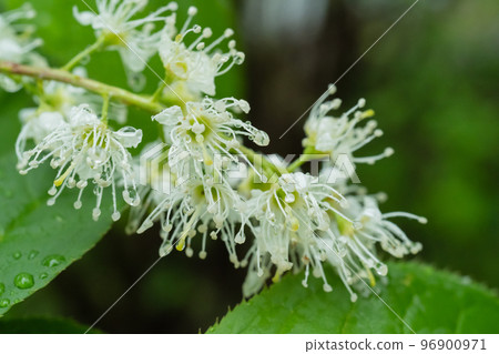 Miyama cherry blossoms in Kamikochi wet in the rain Miyama cherry blossoms in Kamikochi wet in the rain 96900971