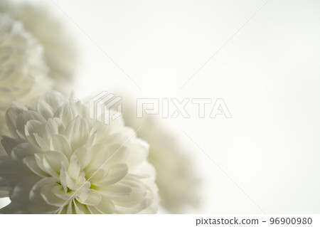 white chrysanthemum closeup 96900980