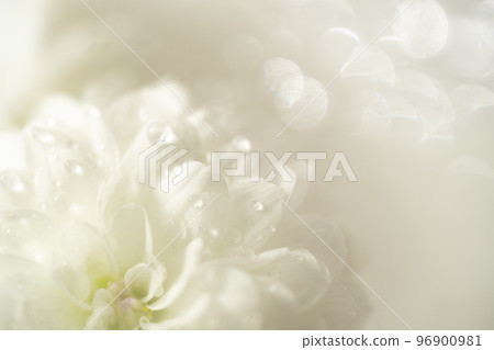 White chrysanthemum closeup and ball bokeh White chrysanthemum closeup and ball bokeh 96900981