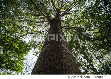 A big tree looking up 96900982