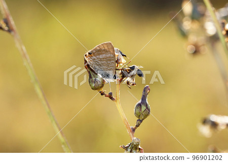 亮灰蝶 亮灰蝶 96901202