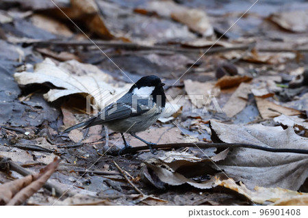 Talking coleopard 96901408