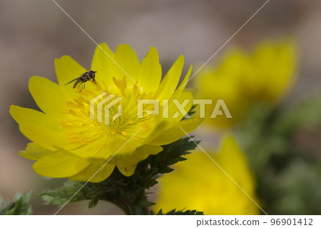 Finely detailed with Adonis ramosa Finely detailed with Adonis ramosa 96901412