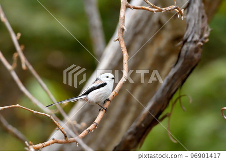 Cut off the striped long-tailed moth 96901417
