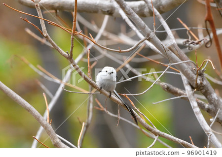 Rush long-tailed tit 96901419