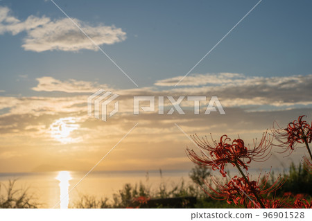 在滋賀縣高島市桂濱園拍攝到的群孤挺花 96901528