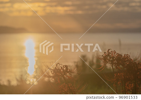 Photographed cluster amaryllis in Katsurahamaenchi, Takashima City, Shiga Prefecture 96901533