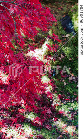 red weeping autumn leaves 96901784
