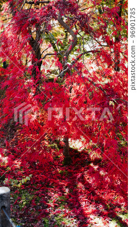 red weeping autumn leaves red weeping autumn leaves 96901785
