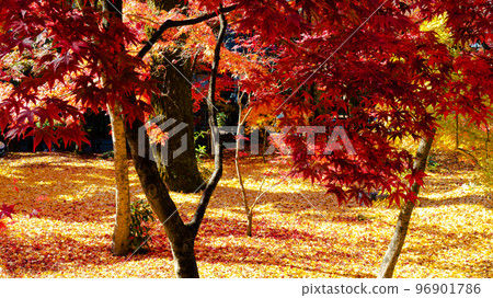Autumn leaves in full bloom Autumn leaves in full bloom 96901786