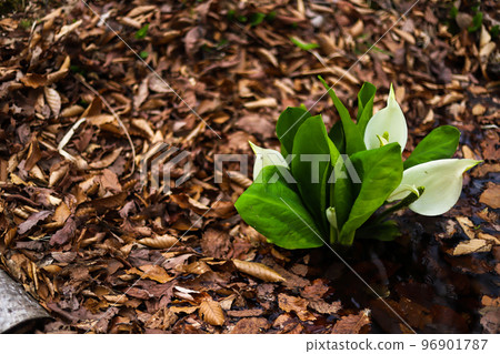 Mizubasho on the walking path among fallen leaves 96901787