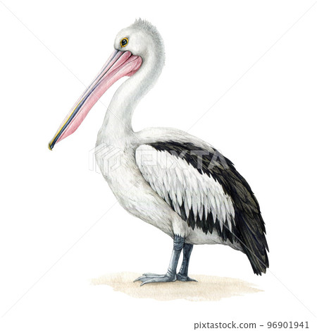 Pelican bird watercolor illustration. Hand drawn Pelecanus conspicillatus avian. Beautiful Australian pelican wildlife animal. Australia native bird side view. White background 96901941
