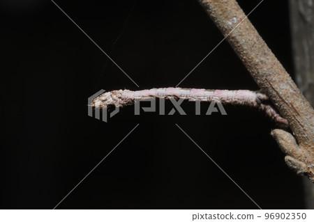 An inchworm mimicking a tree branch An inchworm mimicking a tree branch 96902350