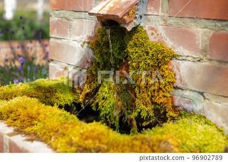 Stroll through Farm Tomita in Furano and see moss and water 96902789