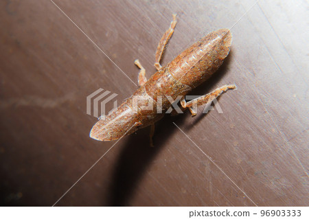 Larvae of owl Larvae of owl 96903333