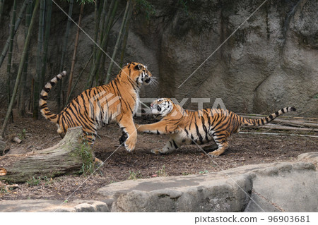 玩阿穆爾虎兄弟 96903681