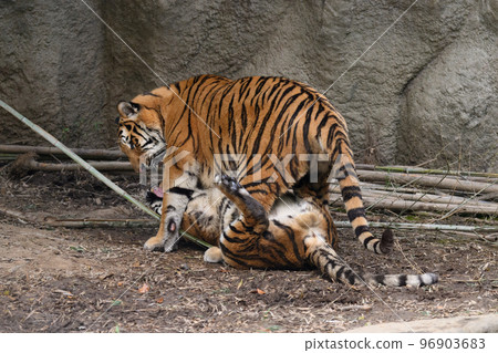 Amur tiger's brother riding on his brother 96903683