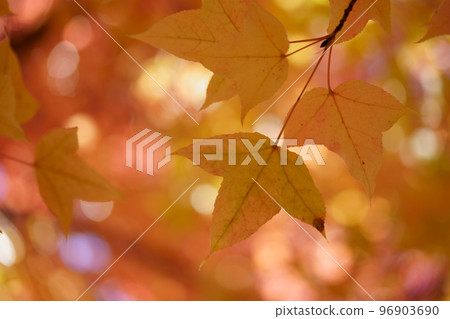 Sunbeams through the leaves of yellow leaves, Forest of Taiwan Fuu 96903690