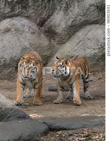 Amur tiger brother angry at his brother 96903691