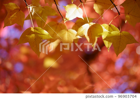 Sunbeams through the leaves of yellow leaves, Forest of Taiwan Fuu 96903704