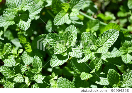 Apple mint growing outdoors in early winter 96904268