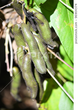 成熟的黧豆果實 96904374