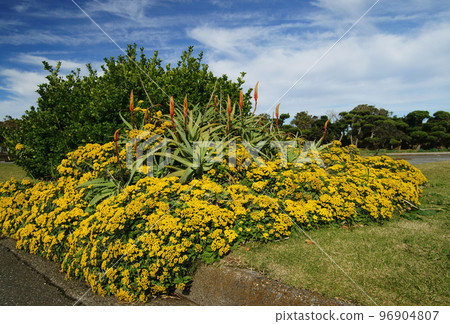 Anemone and Aloe Anemone and Aloe 96904807