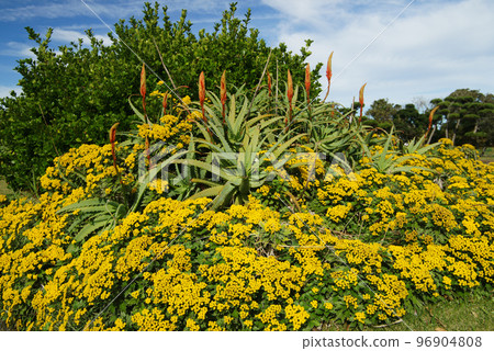 Anemone and Aloe Anemone and Aloe 96904808