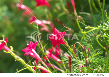 Red flowers of daylily [green background] 96904978