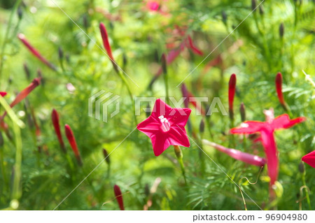 Red flowers of daylily [green background] 96904980
