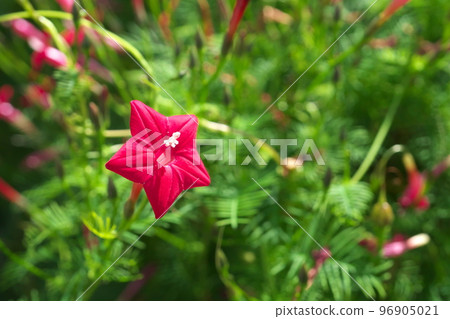 Red flowers of daylily [green background] 96905021