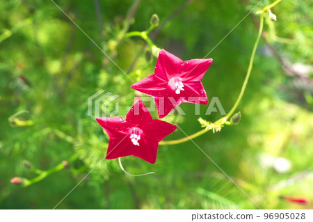 Red flowers of daylily [green background] 96905028