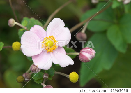 Japanese anemone pink flowers [green background] 96905086