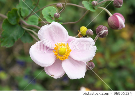 日本海葵粉紅色花朵【綠色背景】 日本海葵粉紅色花朵【綠色背景】 96905124