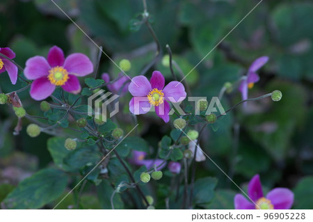 Purple flower of Japanese anemone [green background] 96905228