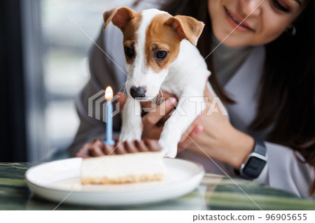 Caucasian woman and jack russell terrier look at the cake with a candle. The dog and the owner celebrate the birthday. 96905655