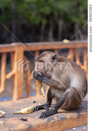 Funny macaque monkey with dirty paws eats banana on bench. Selective focus, blurred background. Side view. Vertical. Funny macaque monkey with dirty paws eats banana on bench. Selective focus, blurred background. Side view. Vertical. 96905863